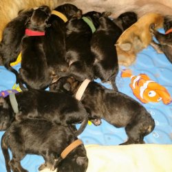 2016 Shiloh Shepherd Puppies - Week 1